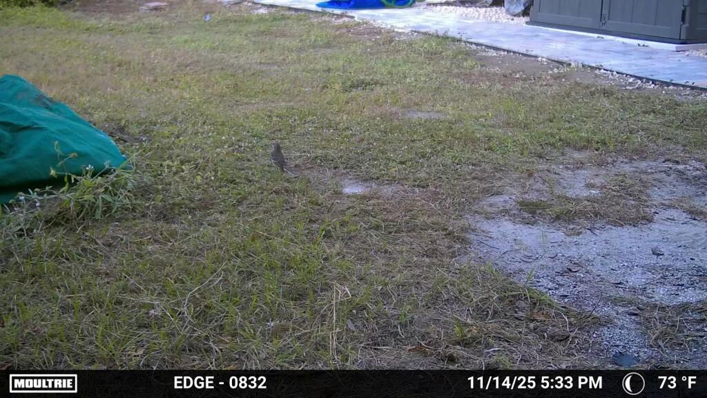 Northern Mockingbird  11-14-25