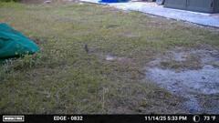 Northern Mockingbird  11-14-25