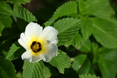 White Alder 10-5-24