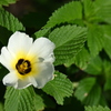 White Alder 10-5-24