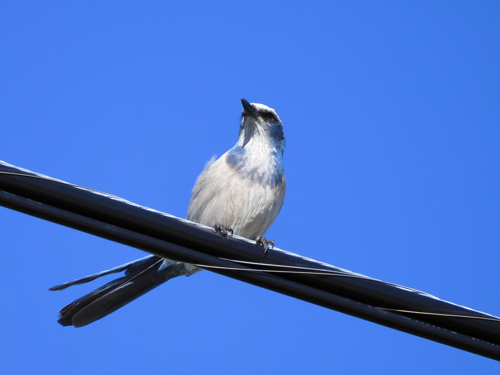 Florida Scrub Jay V 12-28-23