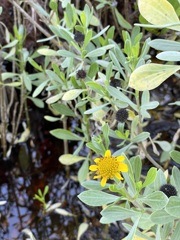 Borrichia frutescens 6-25-25