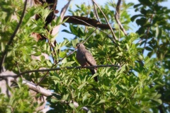 Dove in the Bush 8-13-23