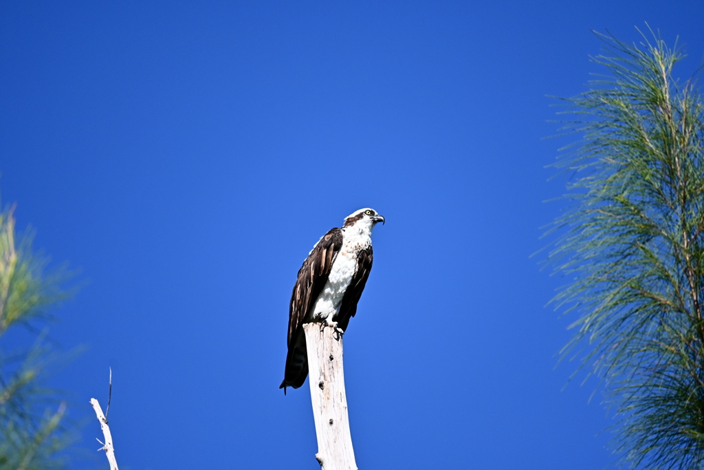 Osprey 3-vi 8-31-24