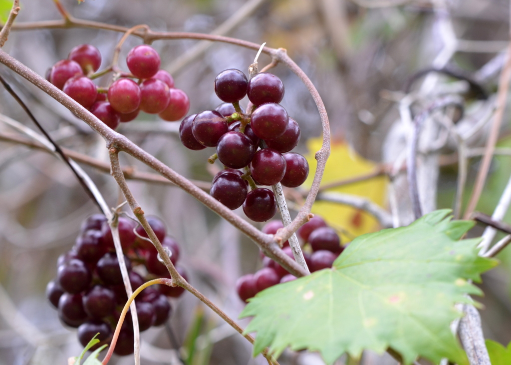 Muscadine 2-4-24