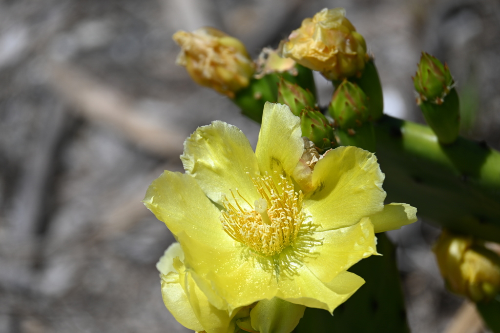Opuntia mesacantha subsp lata 3-26-25