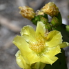 Opuntia mesacantha subsp lata 3-26-25