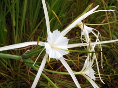 Mangrove Spiderlily 8-3-23