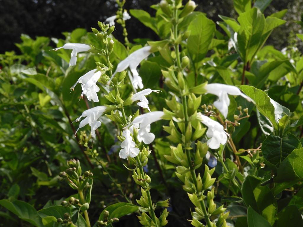 White Salvias 7-25-23