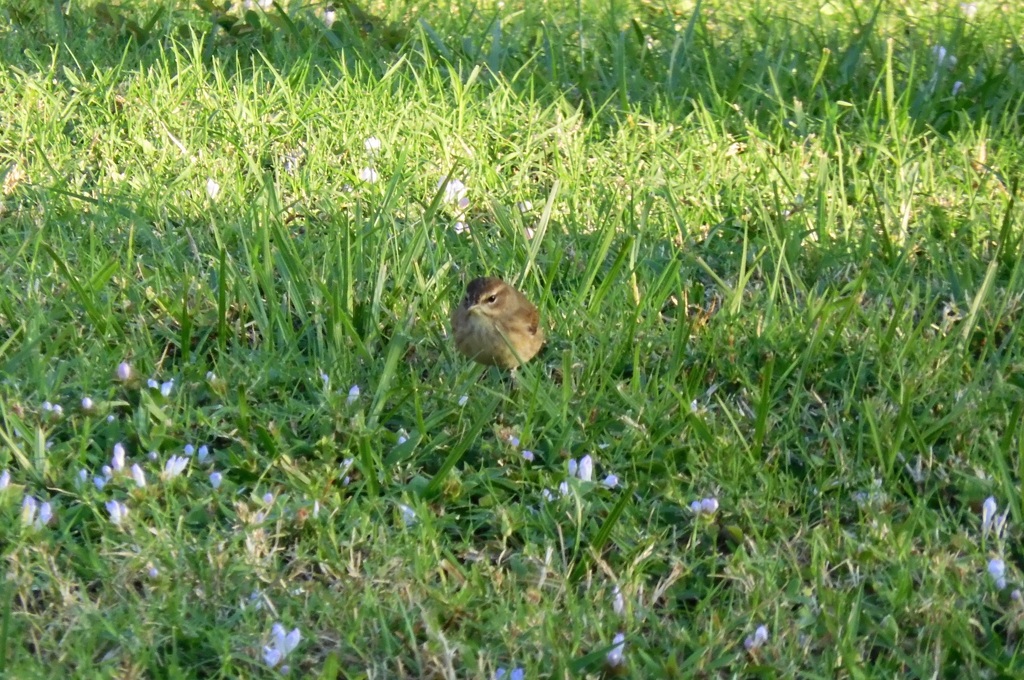 Palm Warbler II 11-2-23