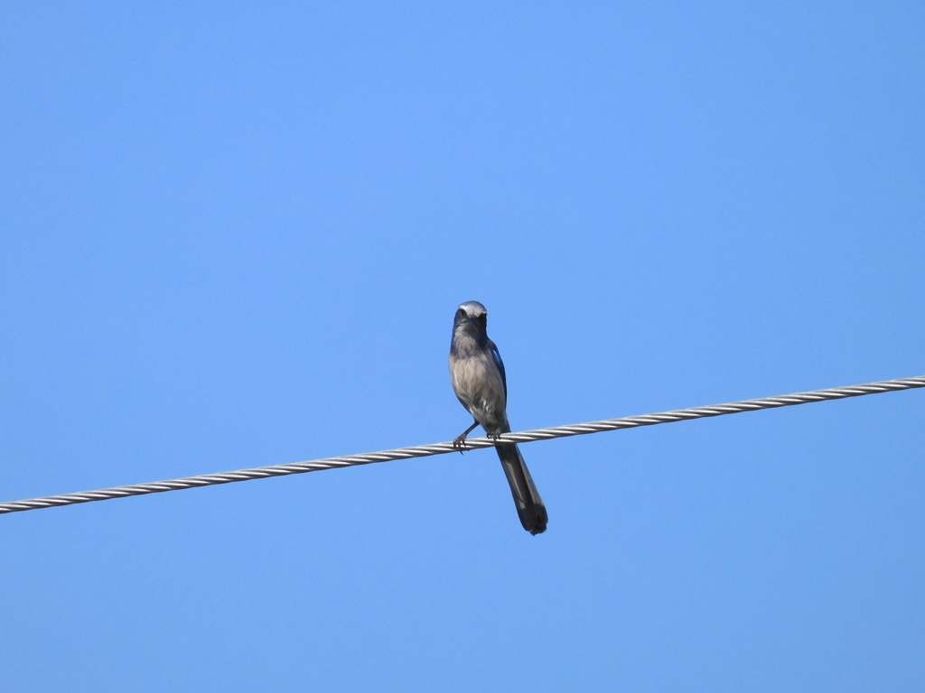 Florida Scrub Jay No1-II 5-11-23