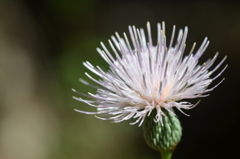 Cirsium nuttallii  7-9-25