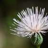 Cirsium nuttallii  7-9-25