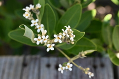 Black Mangrove Flowers 6-26-25