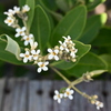 Black Mangrove Flowers 6-26-25