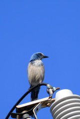 Florida Scrub Jay VI 2-27-24