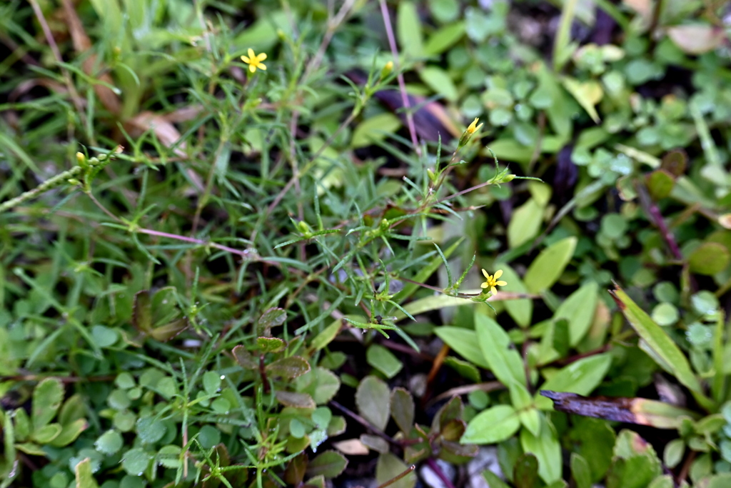 Cinchweed I  8-20-25