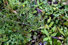 Cinchweed I  8-20-25
