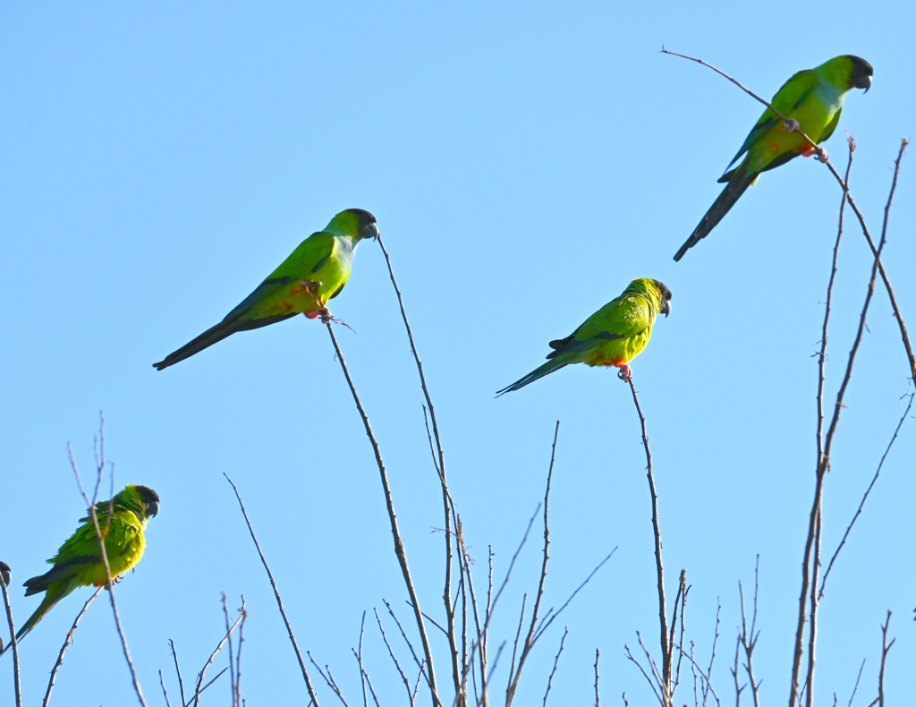 並んで並んで　11-18-25