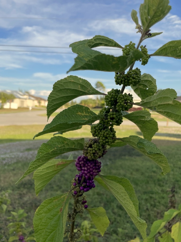 もうちょっと収穫できそう　11-25-25