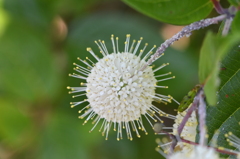 Common Buttonbush I 5-10-23