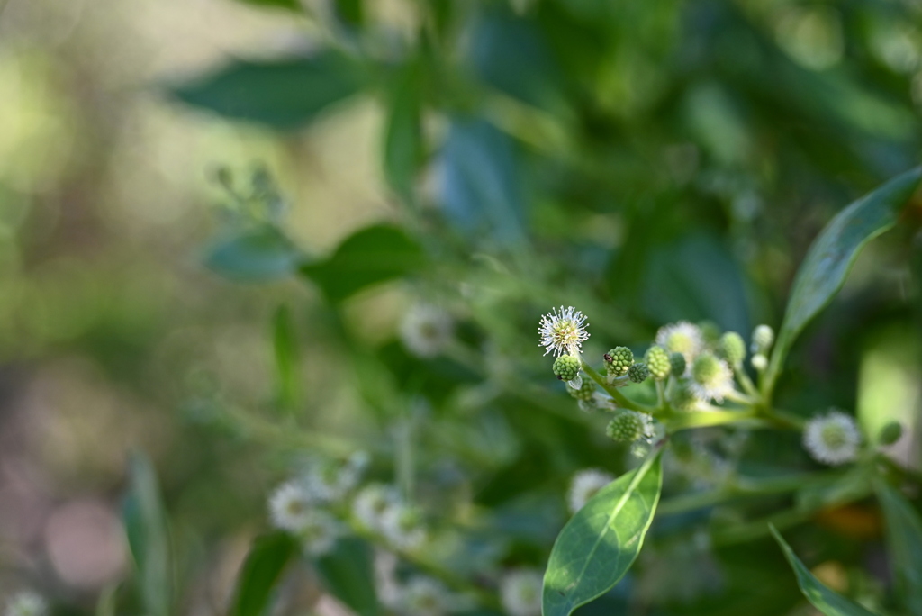 Button Mangrove 6-26-25