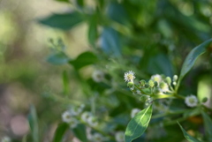 Button Mangrove 6-26-25
