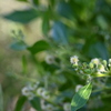 Button Mangrove 6-26-25