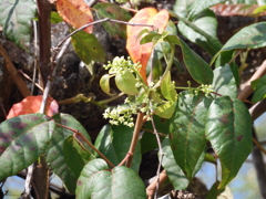 Toxicodendron radicans　2-23-23