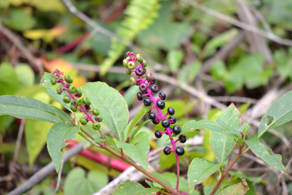 Pokeweed II 11-28-23
