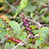 Pokeweed II 11-28-23