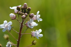 Water Pimpernel III 3-22-25