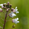 Water Pimpernel III 3-22-25