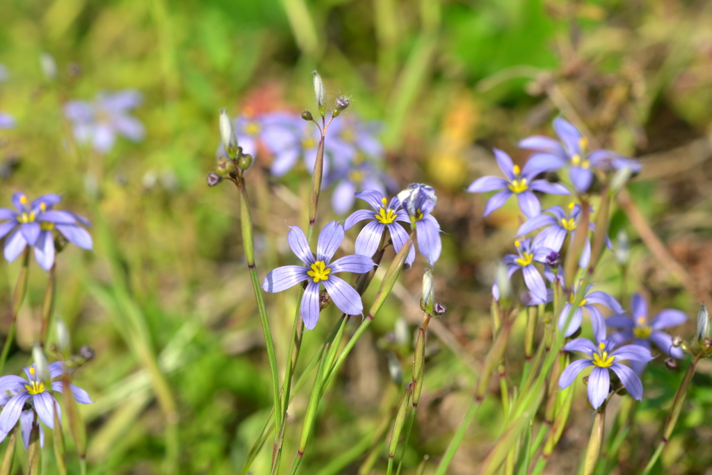 Narrowleaf Blue-Eyed Grass III 3-5-24