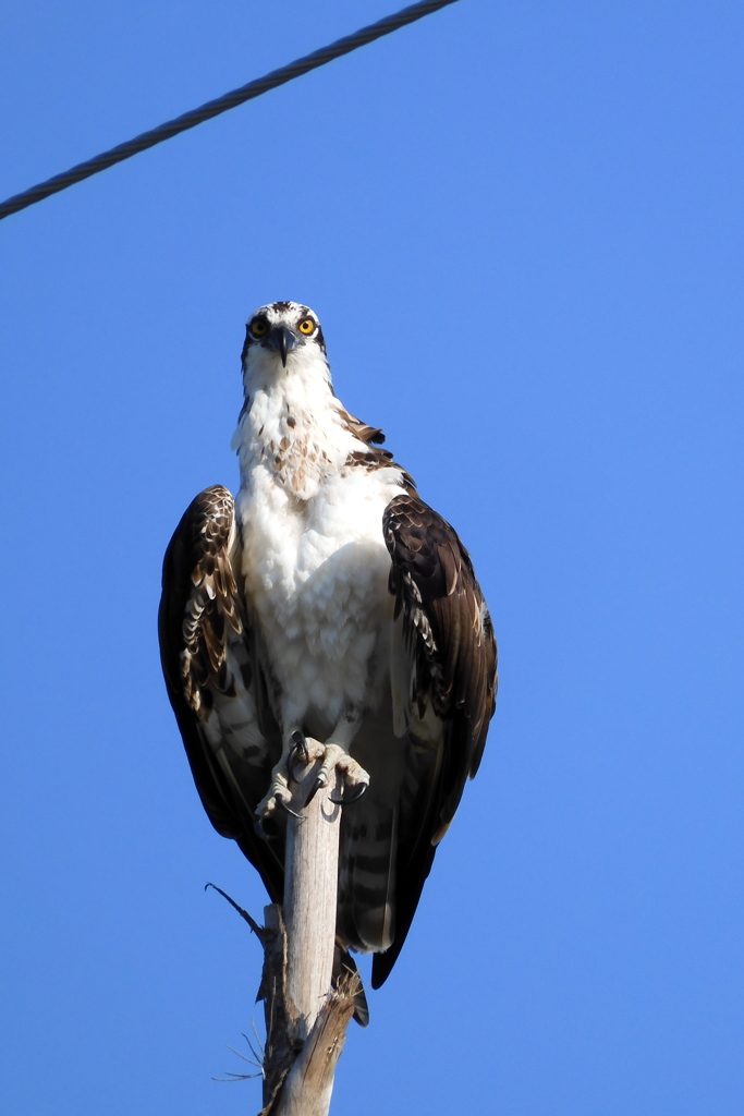 Osprey 3-ii 8-12-23