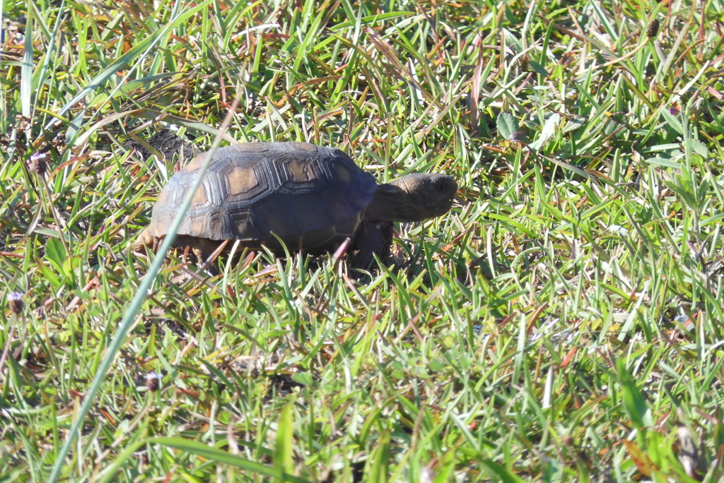 Juvenile Gopher Tortoise 7-4-23