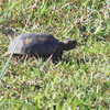 Juvenile Gopher Tortoise 7-4-23