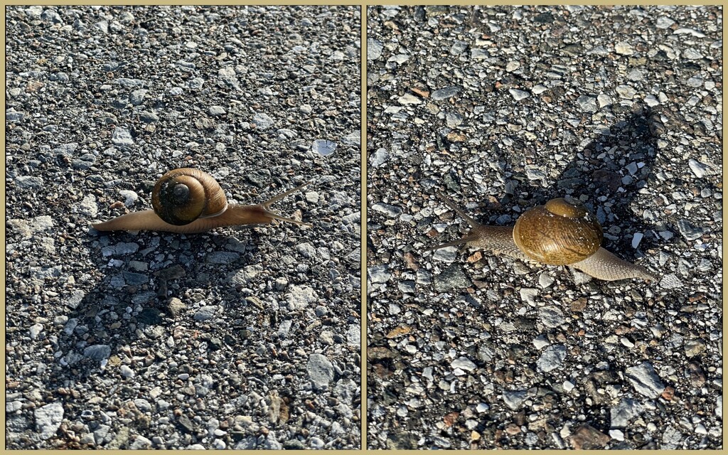 Cuban Brown Snail 7-26-25