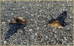 Cuban Brown Snail 7-26-25