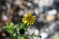 Borrichia frutescens 6-26-25
