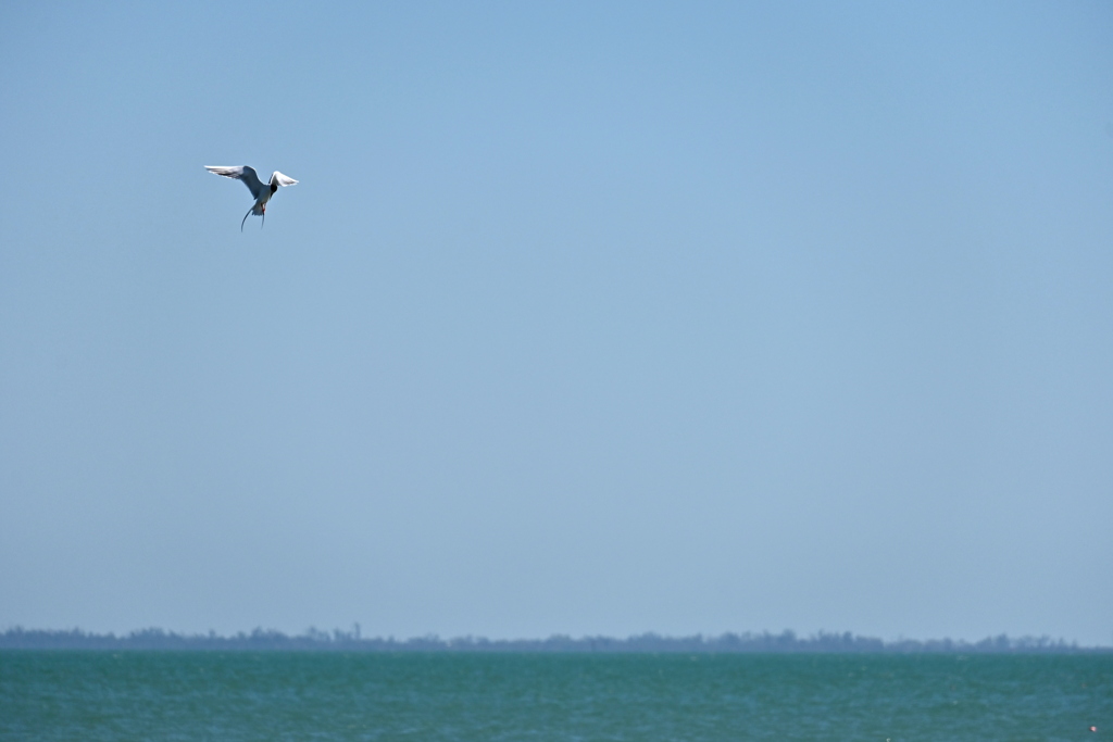 Common Tern 3-26-25