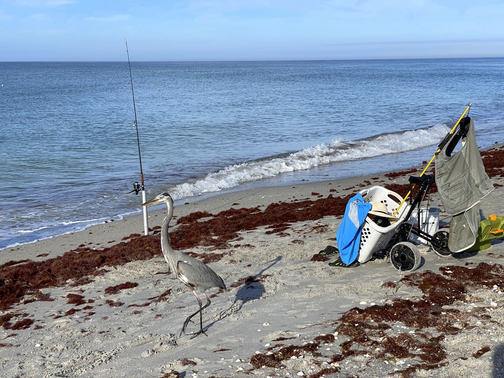 釣りをするオオアオサギ　11-26-25