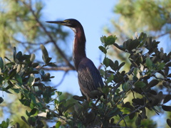 Green Heron II 7-9-25