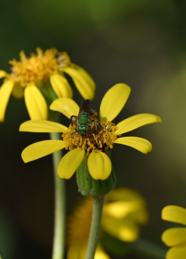 Metalic Sweat Bee 12-16-25