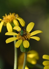 Metalic Sweat Bee 12-16-25