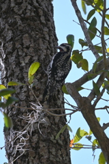 Yellow-bellied Sapsucker V 2-4-25
