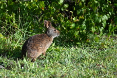 Marsh Rabbit II 8-20-25