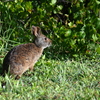 Marsh Rabbit II 8-20-25