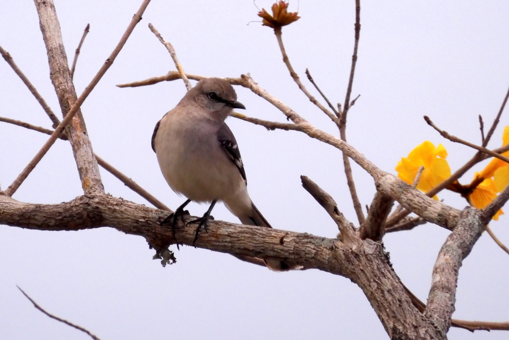 Northern Mockingbird and Golden Trumpet