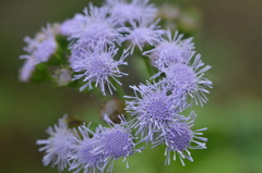 Ageratum Conyzoides? 2-2-25